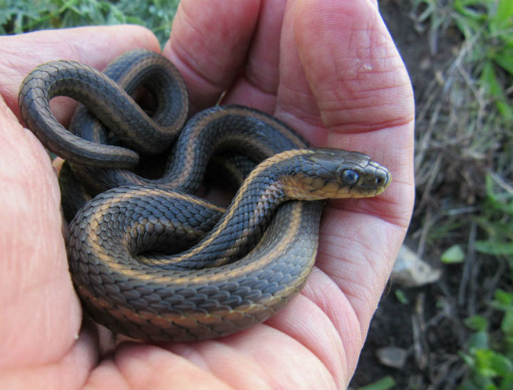 Aquatic Intergrade Garter Snake